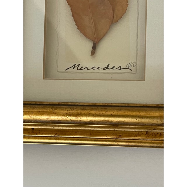 1970s 1970s Pair of Lovely Vintage Herbarium Roses, Framed For Sale - Image 5 of 6