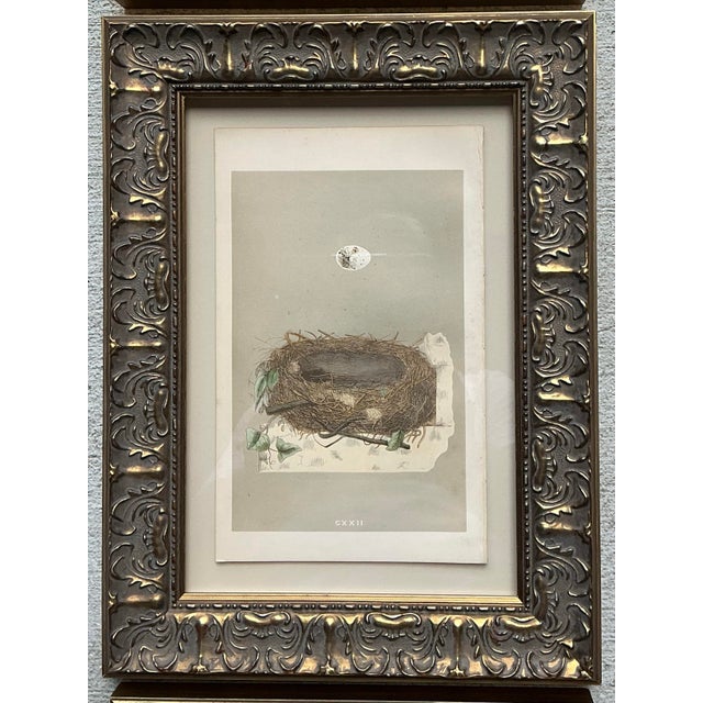 Wood Vintage Book Prints of Eggs - Set of 3 For Sale - Image 7 of 12