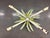 Metal Vintage 1960's Italian Toile Foral Metal Coffee Table Base For Sale - Image 7 of 9
