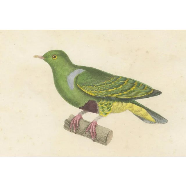 Mid 19th Century Prêtre, Ornithological Illustration of the Male Dwarf Pigeon (Colombe Naine), 1838, Print For Sale - Image 5 of 6