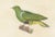 Mid 19th Century Prêtre, Ornithological Illustration of the Male Dwarf Pigeon (Colombe Naine), 1838, Print For Sale - Image 5 of 6