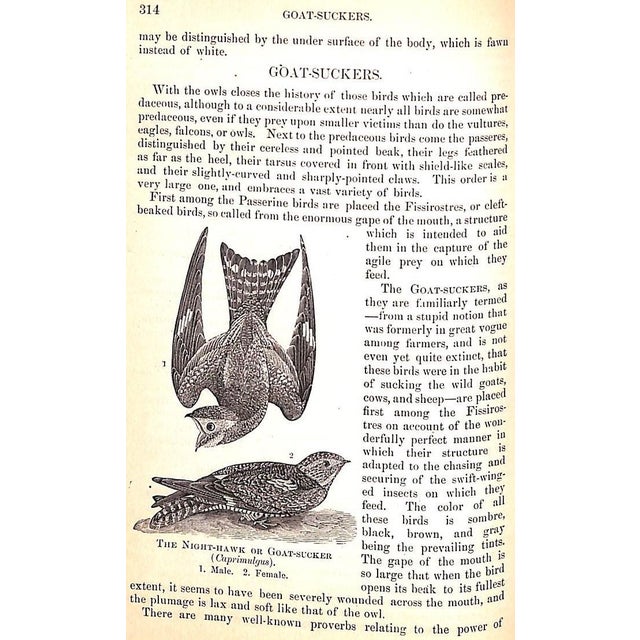 Paper "Popular Natural History" Wood, Rev. J. G. M. A. For Sale - Image 7 of 12