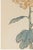 Chrysanthemum by Keika Hasegawa, Vintage Japanese Botanical Art Print, 24" X 36" For Sale - Image 4 of 8