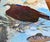 Abstract Expressionism “Dinner Coming” an Osprey Painting by LWren Walraven For Sale - Image 3 of 10