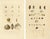 Bévalet, Greenland Bivalves and Modiolaria Shells, 1842, Print For Sale - Image 10 of 10