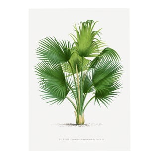 Fan Palm Botanical Study, Vintage Art Print Reproduction, 40" X 60" For Sale