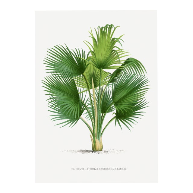 Fan Palm Botanical Study, Vintage Art Print Reproduction, 40" X 60" For Sale