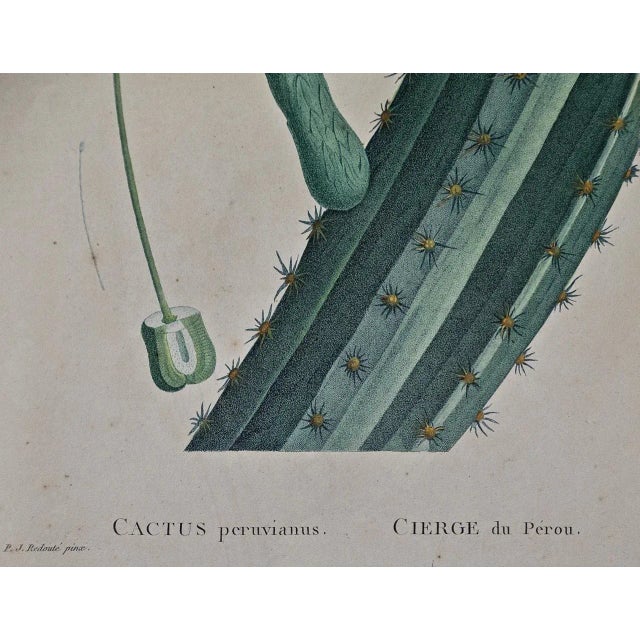 Pierre-Joseph RedoutéRedoute Hand-colored Engraving of Cactus Flowers "Cactus Peruvianus Cierge", 1799 For Sale In San Francisco - Image 6 of 7