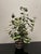 Hand Painted Tole Geranium in Pot For Sale - Image 4 of 10