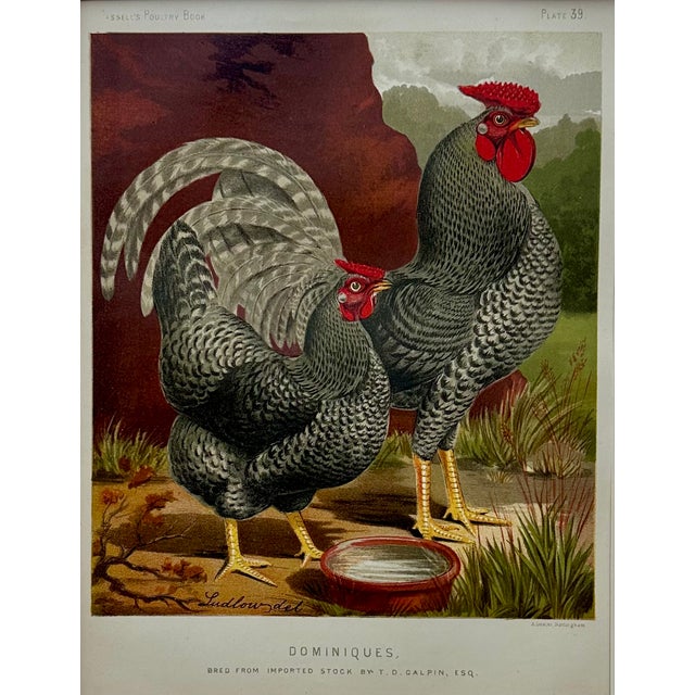 Victorian Dominique Chicken Original Chromolithograph Print, 1890 For Sale - Image 3 of 3