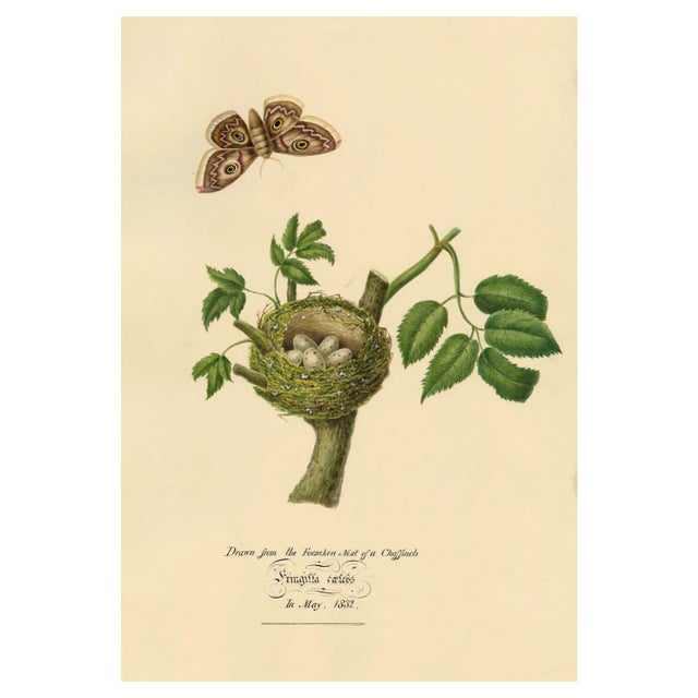 Louisa Hare, Chaffinch Bird Nest & Eggs, 1832, Watercolour For Sale