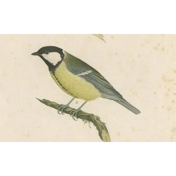 Alkeni, Depiction of Great Tits, 18th Century, Engraving For Sale - Image 6 of 7