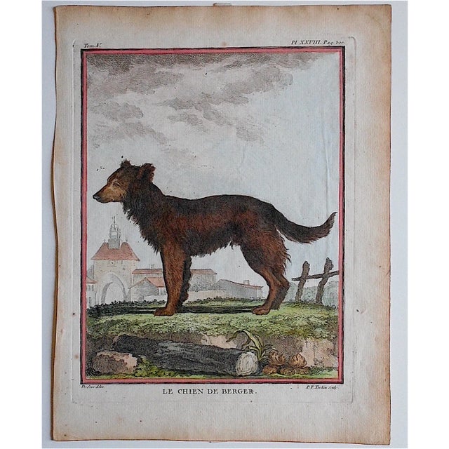 This hand colored engraving depicts a Sheepdog. It was printed c.1834 in England on handmade "laid" paper. Printed on one...