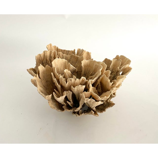 Chinoiserie Natural Unbleached Poca Coral Specimen For Sale - Image 3 of 5