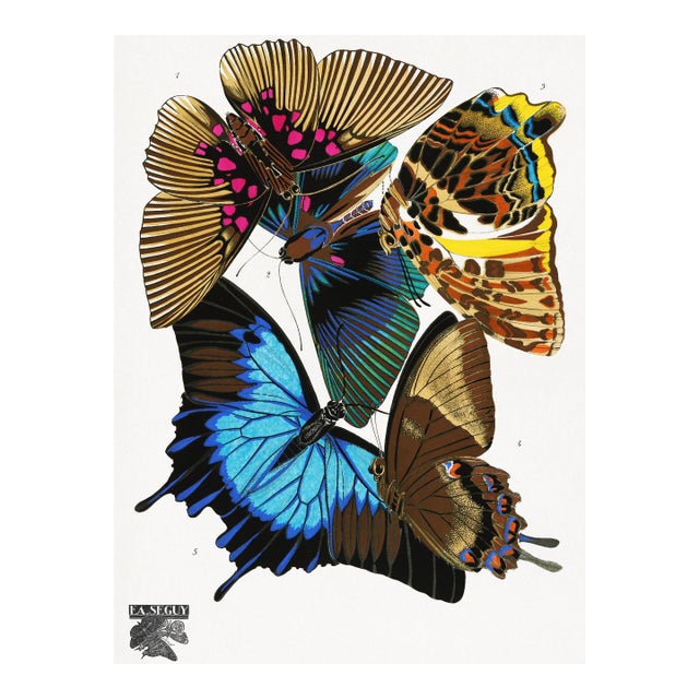 Butterflies (E. A. Séguy), Vintage Art Print Reproduction, 18" × 24" For Sale