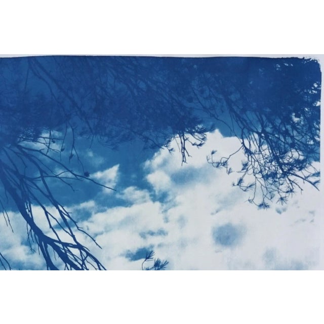 Malibu Pine Sea Vier 100x70cm, Hand Painted Cyanotype on Watercolor Paper, Limited Edition, Coastal Living Art For Sale - Image 4 of 11