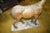 Antique Folk Art, Carved Life Size Mountain Goat - Ram For Sale - Image 14 of 15