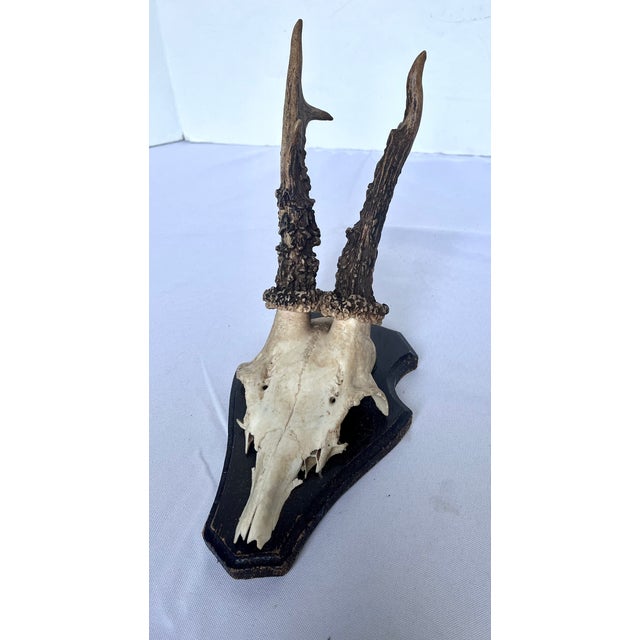Vintage 1973 German Roe Deer Antler Mount With Matching Jawbone For Sale - Image 4 of 14