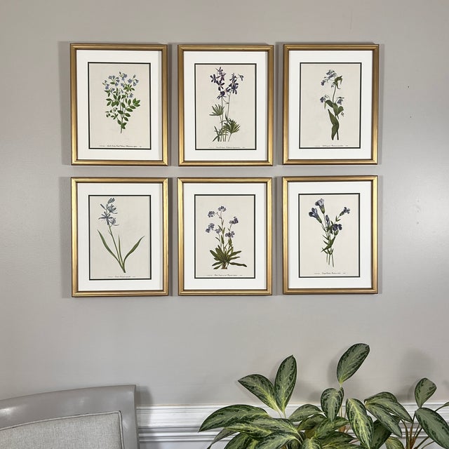 Mid-Century Modern Original Vintage Botanical Prints Framed Set of 6 - Authentic 1953 Prints For Sale - Image 3 of 7