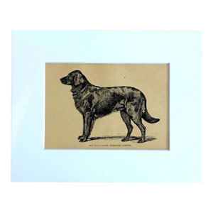 Antique 1890s Dog Print in 8 x 10 Mat: "The Wavy Coated Retriever Darenth"