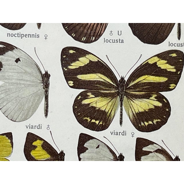 Antique Original Color Lithograph of American Butterflies by Seitz 1911 For Sale In New York - Image 6 of 6