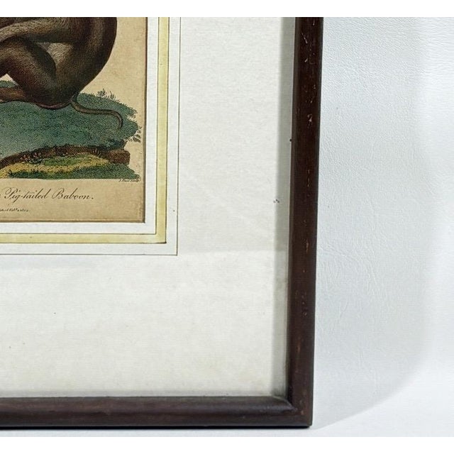 Brown The Maimon, or Pig-Tailed Baboon - An Exceptional 18th-Century Natural History Engraving For Sale - Image 8 of 11