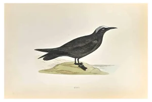 Alexander Francis Lydon, Noddy, Woodcut Print, 1870