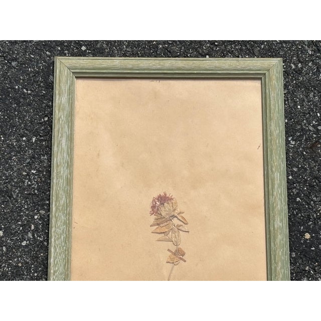 Early 20th C. Botanical Pressing For Sale - Image 4 of 5