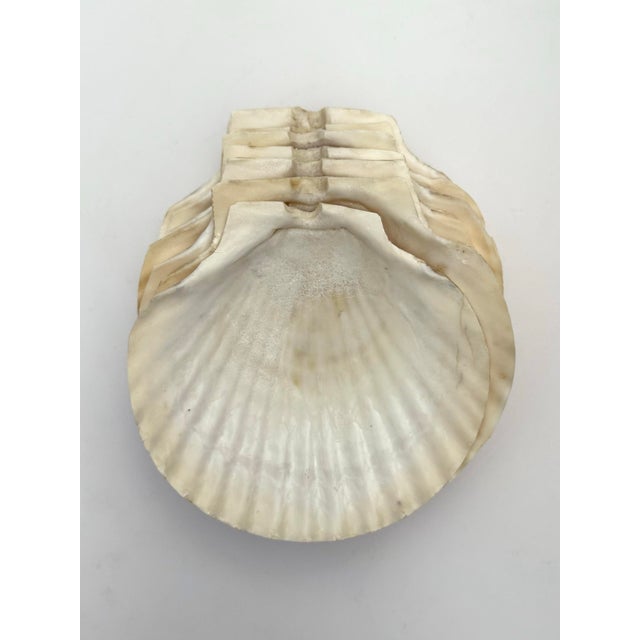 Coastal 1980s Sea Shell Appetizer Plates - Set of 7 For Sale - Image 3 of 7