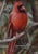 Realism Red Cardinal Bird Portrait Painting Including the Antiqued Gold Wood Frame For Sale - Image 3 of 5