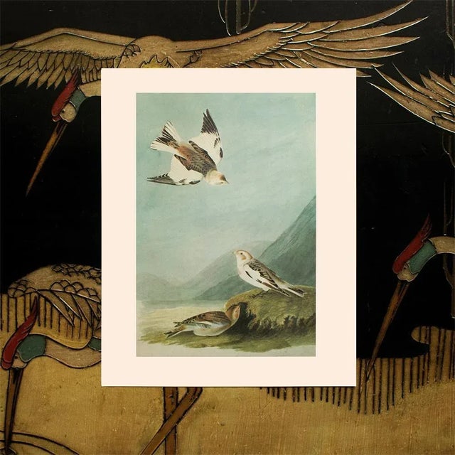 Paper 1966 Vintage Cottage Print "Snow Bunting" After John James Audubon For Sale - Image 7 of 7