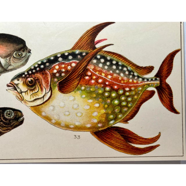 Textile Antique Fish Print From England Featuring a Black Fish, Ray’s Bream, Opah, Medusa Fish & a Louvan - Circa 1902 For Sale - Image 7 of 9