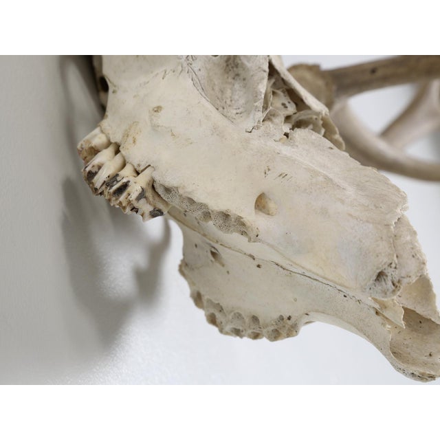 Deer Antler 8-Point Mount From Southern France C1960's For Sale In Chicago - Image 6 of 12