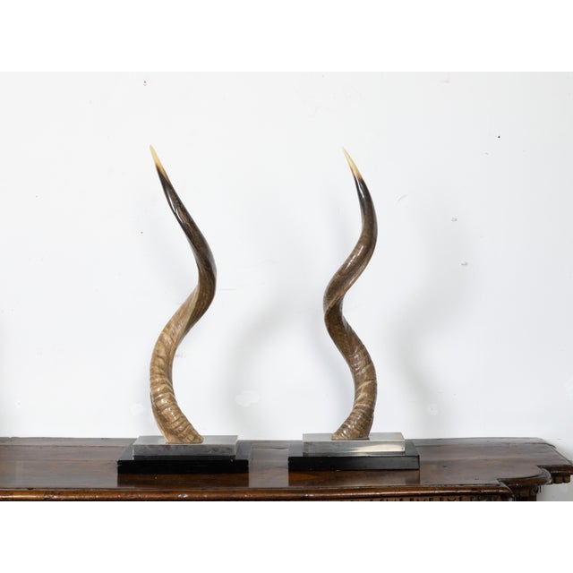 Pair of European Midcentury Horns Mounted on Silver and Black Stepped Bases For Sale - Image 4 of 8
