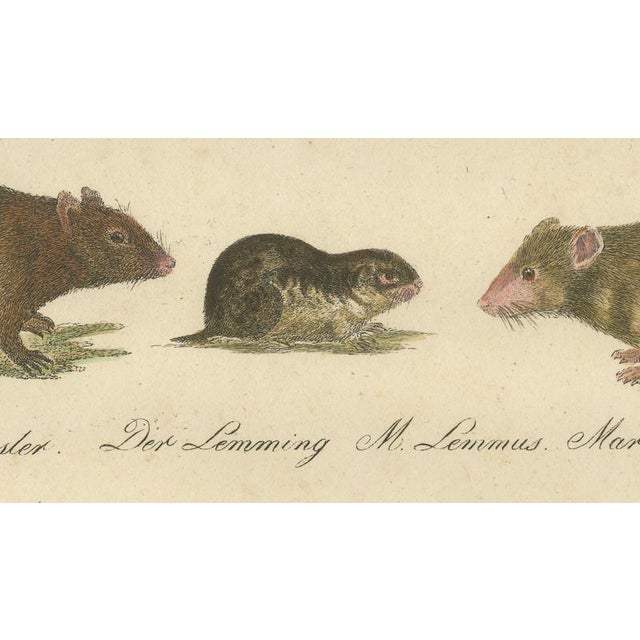 Paper Brodtmann, Alpine Marmot, Hamster, Lemming & Rock Hyrax, 1816, Lithograph For Sale - Image 7 of 10