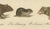 Paper Brodtmann, Alpine Marmot, Hamster, Lemming & Rock Hyrax, 1816, Lithograph For Sale - Image 7 of 10