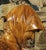 Brown Pair of Antique French Carved Pine Busts of a Boy and a Girl, Circa 1900 For Sale - Image 8 of 18