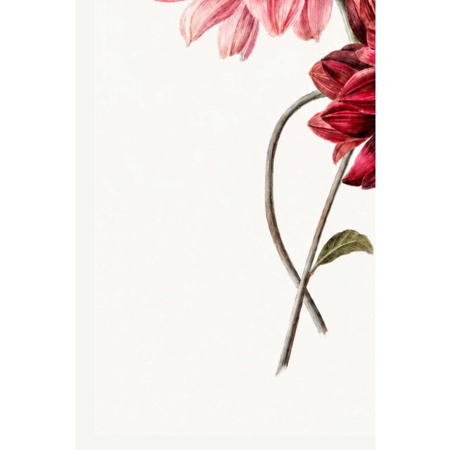 Dahlias by Willem Hekking, Vintage Botanical Art Print, 40" X 60" For Sale - Image 4 of 10