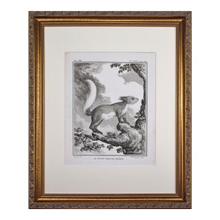 18th Century French Squirrel Engraving by Buffon 1789 For Sale