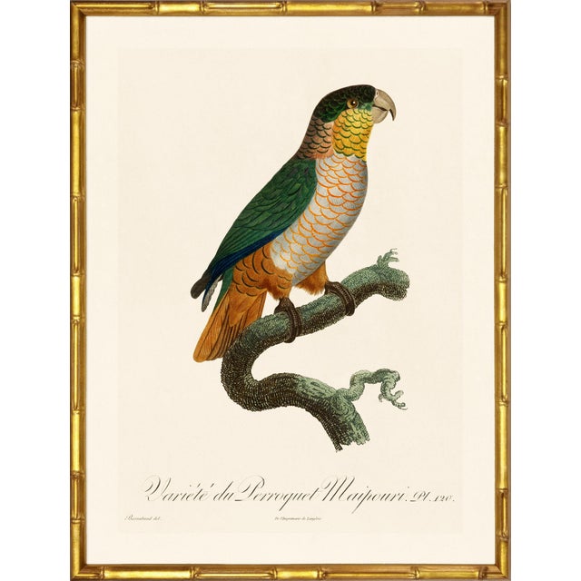 Illustration Barraband Parrots – Black Headed Parrots (Set of 2), Framed in Bronze Bamboo For Sale - Image 3 of 7