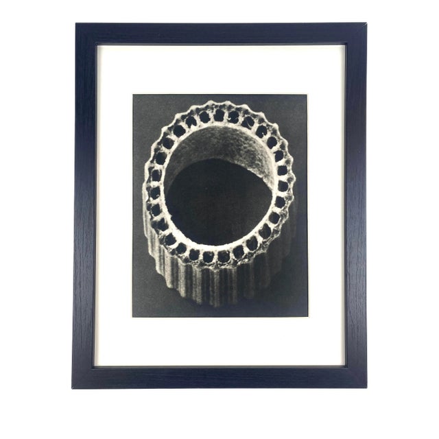 1930s Framed Botanical Blossfeldt Print - No. 70 For Sale