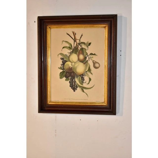 19th century stipple botanical engraving of fruit and foliage, attributed to Louis Charles Ruotte, after Jean Louis...