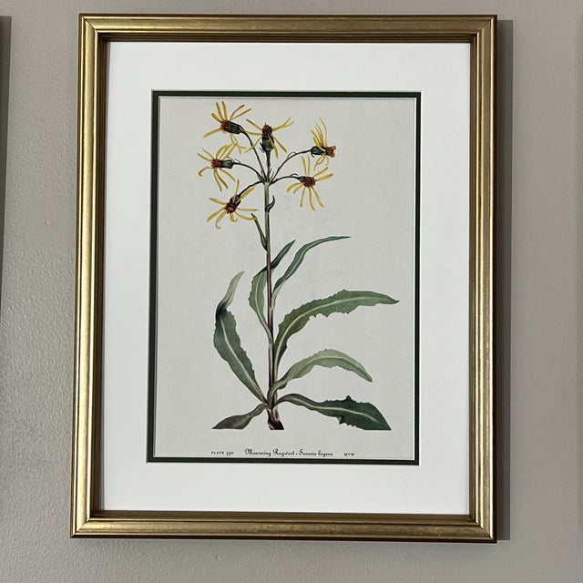 Framed Vintage Botanical Set of 9- Authentic 1953 Wild Flower Prints For Sale - Image 4 of 6