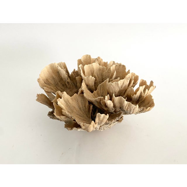 Natural Unbleached Poca Coral Specimen For Sale - Image 4 of 5