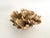 Natural Unbleached Poca Coral Specimen For Sale - Image 4 of 5
