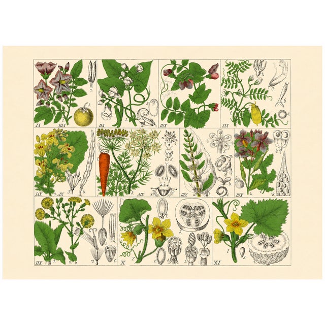 Illustration Rare 1876 German Hand-Colored Botanical Plates From Büchner’s Pflanzen-Atlas — Set of 2 For Sale - Image 3 of 3