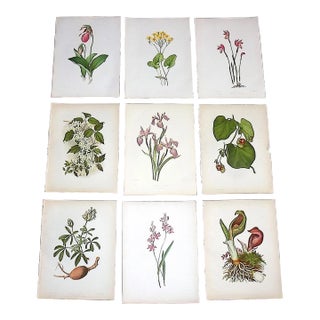 Antique 19th Century Botanical Chromolithographs - Set of 9 For Sale