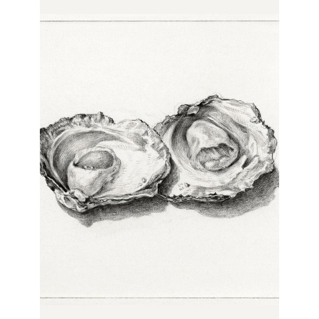 Realism Two Opened Oysters (1824) by Jean Bernard, Natural History Shell Study Art Print Reproduction, 24" × 18" For Sale - Image 3 of 5