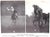 "Horsemanship Dressage & Show Jumping" 1959 Brooke, Maj. Gen. Geoffrey For Sale - Image 12 of 12