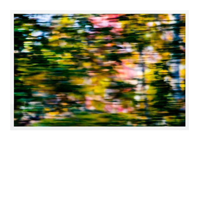 Through the Trees by Geoffrey Baris, Art Print in White Frame, Medium For Sale